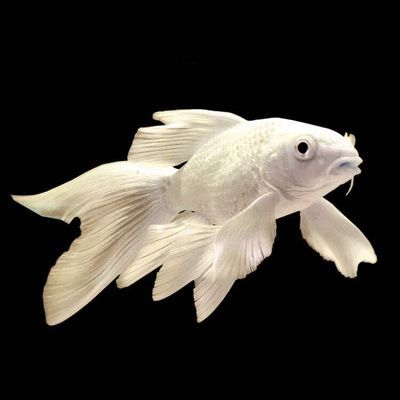 蝴蝶鯉與龍鳳鯉魚的區(qū)別：蝴蝶鯉與龍鳳鯉的區(qū)別