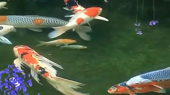 蝴蝶鯉與龍鳳鯉魚的區(qū)別：蝴蝶鯉與龍鳳鯉的區(qū)別