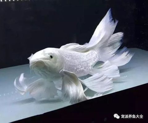 蝴蝶鯉與龍鳳鯉魚的區(qū)別：蝴蝶鯉與龍鳳鯉的區(qū)別