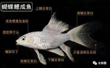 蝴蝶鯉與龍鳳鯉魚的區(qū)別：蝴蝶鯉與龍鳳鯉的區(qū)別