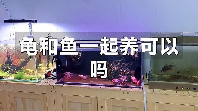 剃刀龜龍魚混養(yǎng)