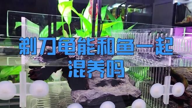 剃刀龜龍魚混養(yǎng)