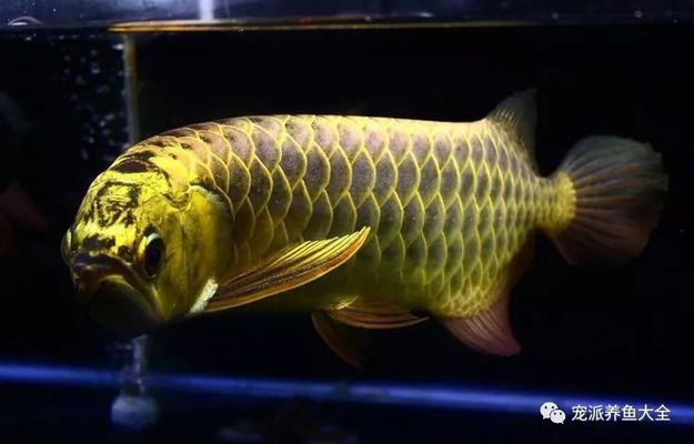 龍魚晚上活躍白天趴缸的原因：龍魚晚上活躍白天趴缸可能是由于多種原因引起的