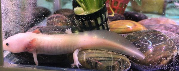 龍魚(yú)不愛(ài)游動(dòng)不吃食什么原因造成的怎么辦：龍魚(yú)不愛(ài)游動(dòng)不吃食怎么辦