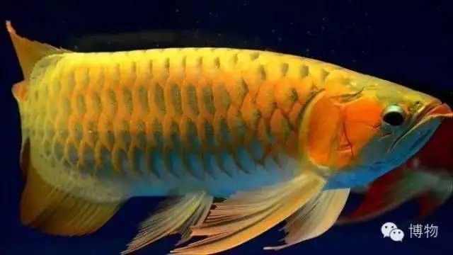 給我一些古龍魚品種的圖片 給我一些古龍魚品種的圖片 龍魚百科 第20張