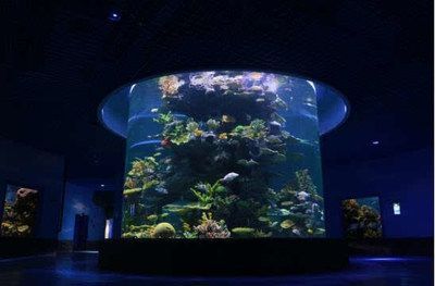 紅龍魚養多久開始變色（紅龍魚什么時候發色）