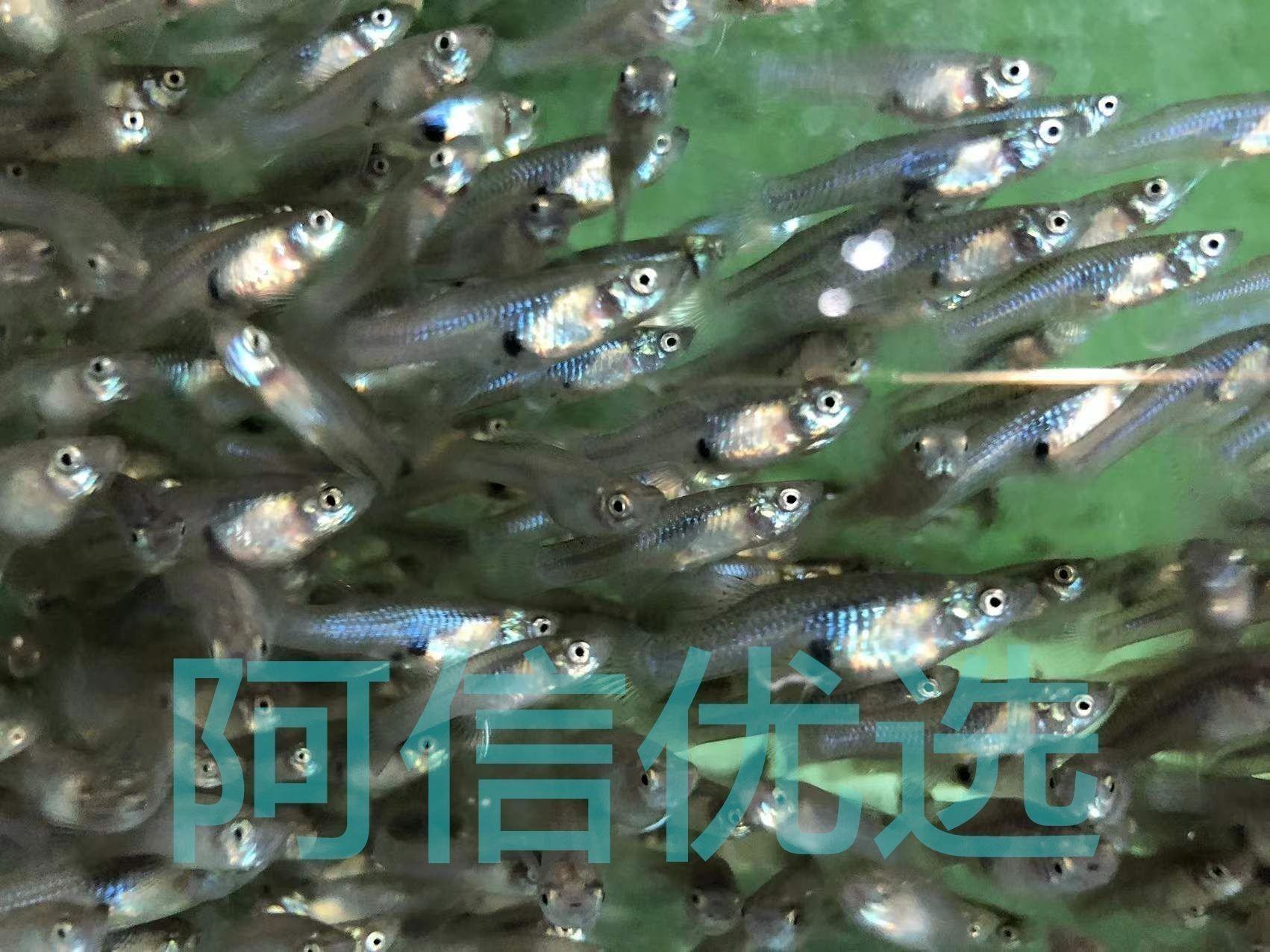 養(yǎng)龍魚的注意事項(xiàng)大全