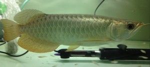 金龍魚業務員怎么樣（金龍魚業務員工作體驗和待遇可以從多個角度進行分析）
