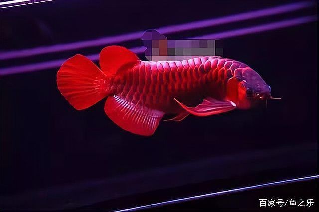 如何鑒別紅龍魚的顏色等級？