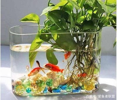 紅龍魚飼料配方（紅龍魚飼料配方大全）