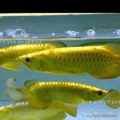 龍魚拉屎飄起來怎么回事:龍魚拉屎飄起來可能是因為水質問題、喂食過量或消化不良等原因 龍魚百科 第5張 龍魚拉屎飄起來怎么回事:龍魚拉屎飄起來可能是因為水質問題、喂食過量或消化不良等原因 龍魚拉屎飄起來怎么回事:龍魚拉屎飄起來可能是因為水質問題、喂食過量或消化不良等原因 龍魚百科 第5張
