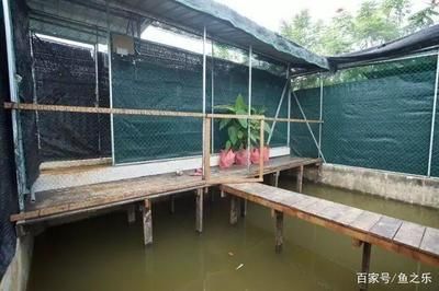 龍魚池塘放養：龍魚可以在池塘中放養嗎？