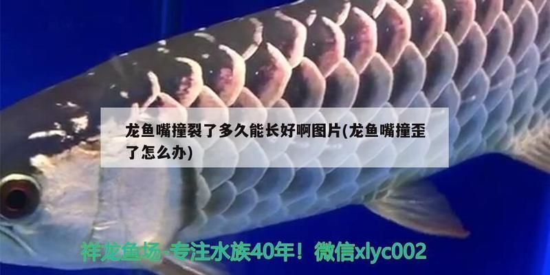 龍魚把嘴撞壞了怎么辦:龍魚嘴撞壞了怎么辦 龍魚百科 第1張 龍魚把嘴撞壞了怎么辦:龍魚嘴撞壞了怎么辦 龍魚把嘴撞壞了怎么辦:龍魚嘴撞壞了怎么辦 龍魚百科 第1張