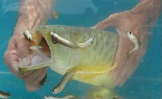 龍魚把嘴撞壞了怎么辦:龍魚嘴撞壞了怎么辦 龍魚百科 第10張 龍魚把嘴撞壞了怎么辦:龍魚嘴撞壞了怎么辦 龍魚把嘴撞壞了怎么辦:龍魚嘴撞壞了怎么辦 龍魚百科 第10張