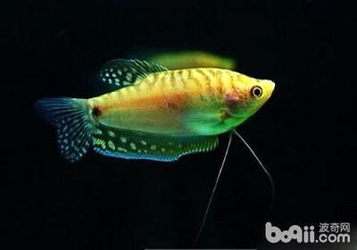 龍魚養多久能到55厘米左右：龍魚養多久可以到55厘米左右