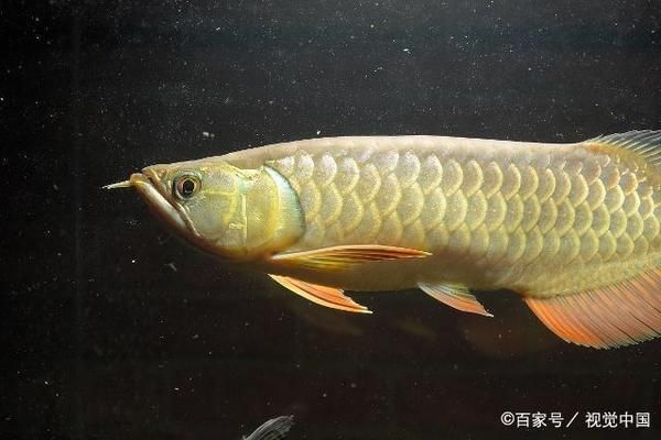 銀龍魚一只眼睛發白（銀龍魚一只眼睛發白可能是由多種原因引起的，可能是由多種原因引起的）