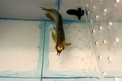 金龍魚養多久可以變成全金：金龍魚養多久變成全金
