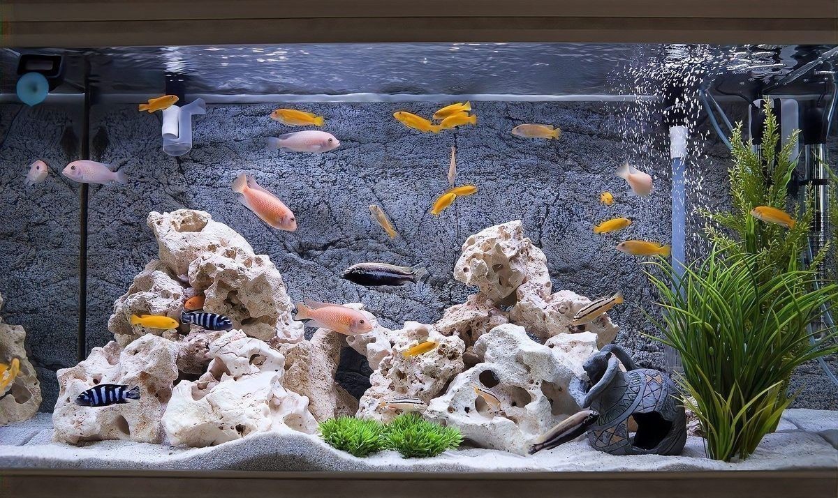 龍魚缸清理時需要換水嗎？