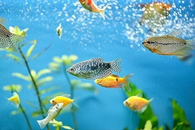 龍魚缸清理時需要換水嗎？