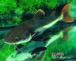紅尾貓魚和龍魚混養：紅尾貓魚和龍魚可以混養嗎