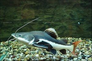 紅尾貓魚和龍魚混養：紅尾貓魚和龍魚可以混養嗎