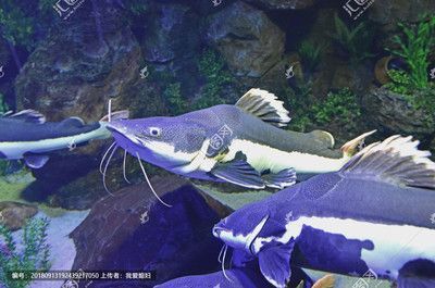 紅尾貓魚和龍魚混養：紅尾貓魚和龍魚可以混養嗎