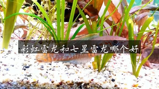 七彩雷龍魚(yú)和彩虹雷龍魚(yú)