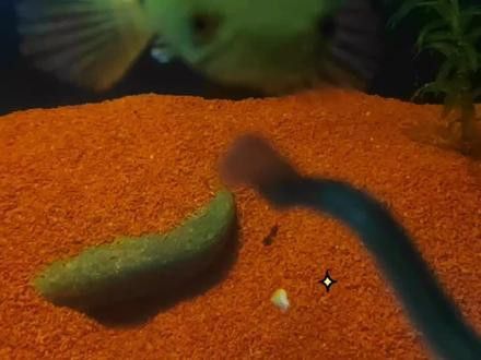 七彩雷龍魚(yú)和彩虹雷龍魚(yú)