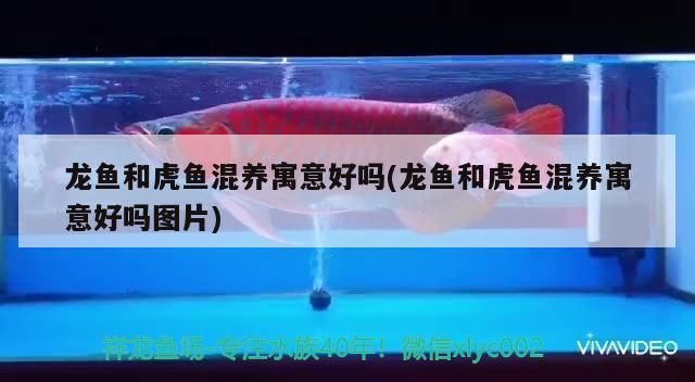 龍魚和虎魚混養(yǎng)有什么講究沒(méi)：龍魚和虎魚混養(yǎng)在風(fēng)水學(xué)中具有非常好的觀賞性和寓意