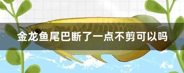 龍魚(yú)尾鰭斷了用剪掉么嗎：龍魚(yú)尾鰭斷了怎么辦