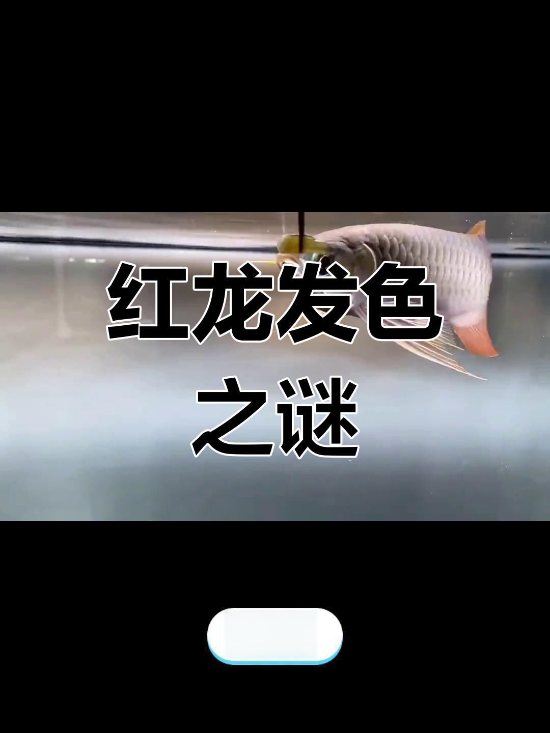 印尼超血紅龍魚發色技巧