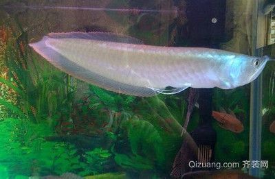 龍魚病死對主人好嗎視頻：龍魚病死對主人的影響主要是情感上的失落和可能的迷信擔(dān)憂 龍魚病死對主人好嗎視頻：龍魚病死對主人的影響主要是情感上的失落和可能的迷信擔(dān)憂 龍魚百科 第1張