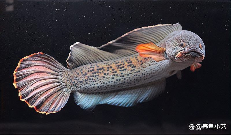彩虹雷龍魚需要多大的水流