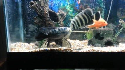 非洲十間魚和金龍魚能混養嗎？：非洲十間魚和金龍魚可以混養嗎