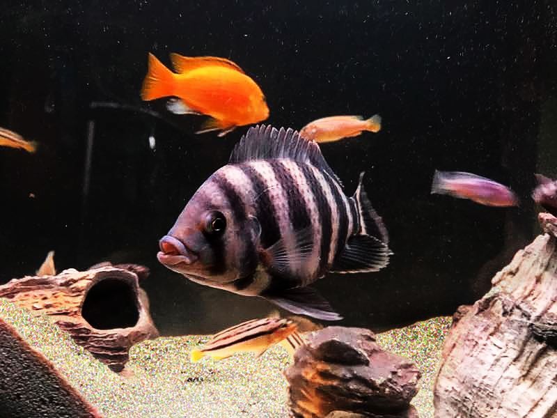 非洲十間魚和金龍魚能混養嗎？：非洲十間魚和金龍魚可以混養嗎