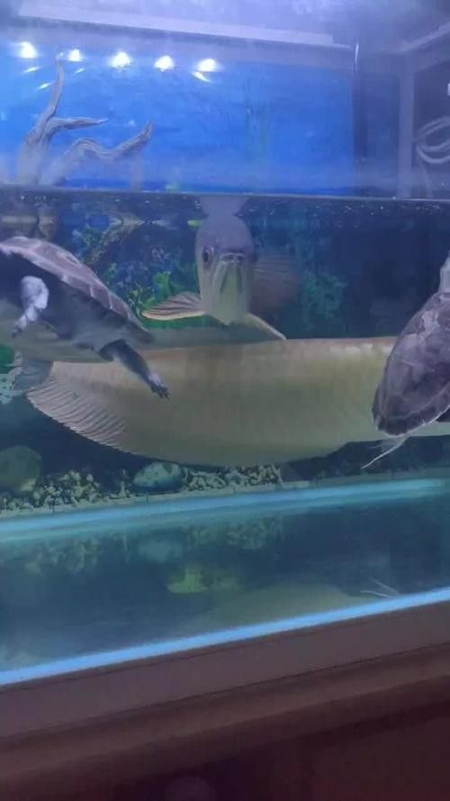 太原龍魚哪家好養殖場