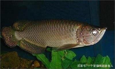 龍魚脾氣暴躁原因是什么引起的：龍魚脾氣暴躁是什么原因引起的