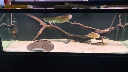 清道夫能和銀龍魚混養嗎（清道夫和銀龍魚可以混養嗎？） 清道夫能和銀龍魚混養嗎（清道夫和銀龍魚可以混養嗎？） 龍魚百科 第3張