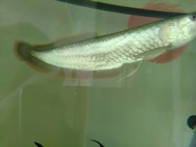 清道夫能和銀龍魚混養嗎（清道夫和銀龍魚可以混養嗎？） 清道夫能和銀龍魚混養嗎（清道夫和銀龍魚可以混養嗎？） 龍魚百科 第1張