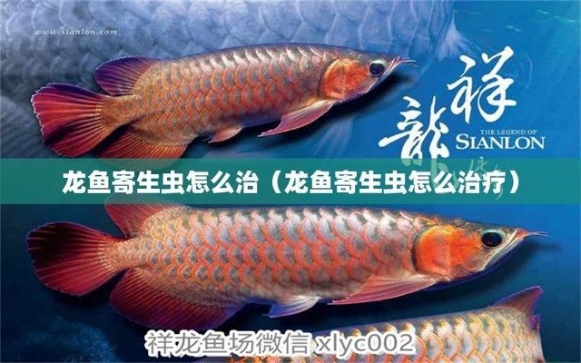 龍魚有寄生蟲怎么治療最好：龍魚寄生蟲預防措施