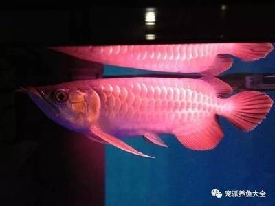 藥水龍魚是怎么回事：關于藥水龍魚的詳細解釋