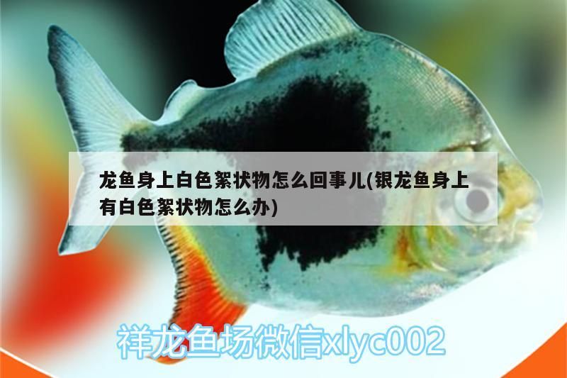 金龍魚和紅龍魚的區別,怎么區分啊：金龍魚和紅龍魚的區別,怎么區分啊