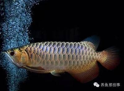 銀龍魚(yú)魚(yú)苗多久能長(zhǎng)大成型
