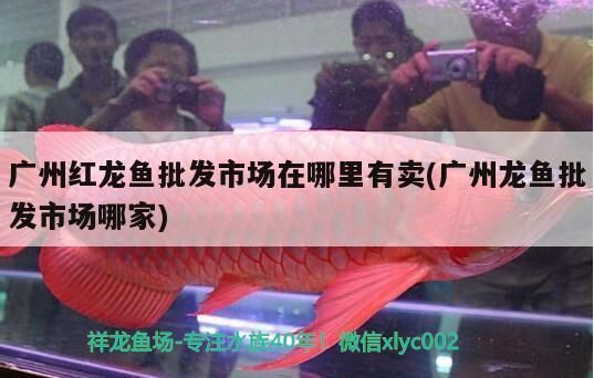 紅龍魚批發市場在哪里啊電話，
