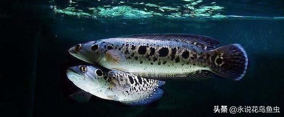 龍魚捕食：關于龍魚捕食方式的詳細介紹