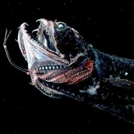 龍魚(yú)捕食：關(guān)于龍魚(yú)捕食方式的詳細(xì)介紹