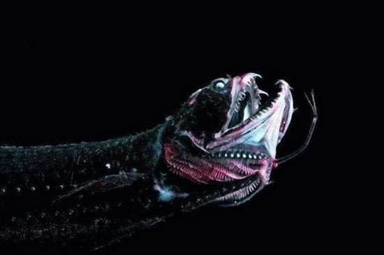 龍魚(yú)捕食：關(guān)于龍魚(yú)捕食方式的詳細(xì)介紹