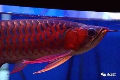 紅色龍魚(yú)多少錢一條（紅色龍魚(yú)價(jià)格多少錢一條）