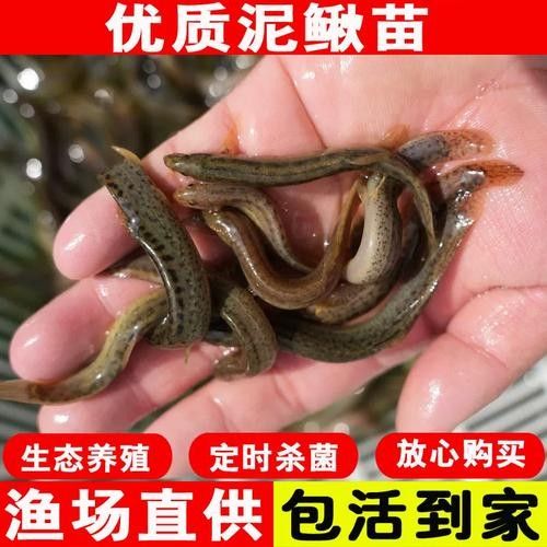 龍魚飼料魚消毒方法圖片