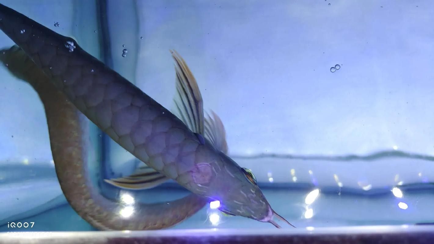 龍魚飼料魚消毒方法圖片